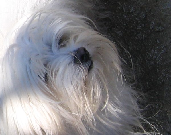 chien